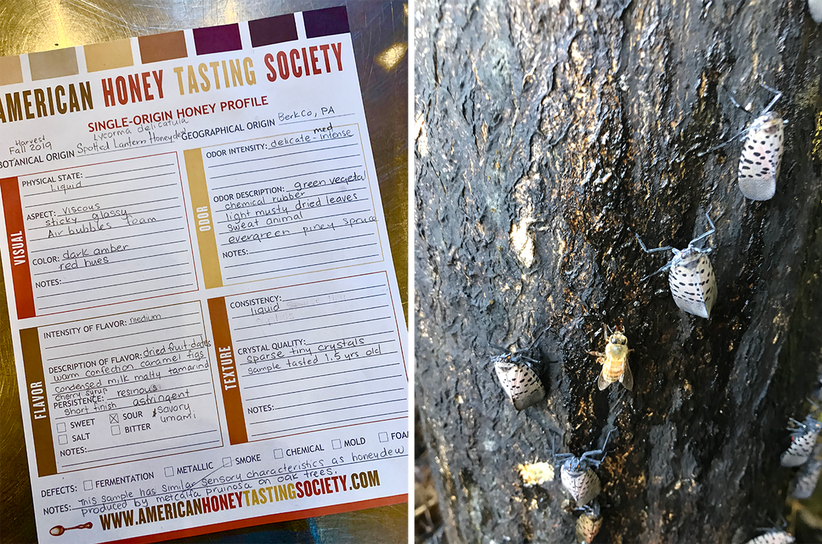 Marchese's tasting notes for the honeydew (left) and bees attracted to the spotted lanternfly's secretions (right).