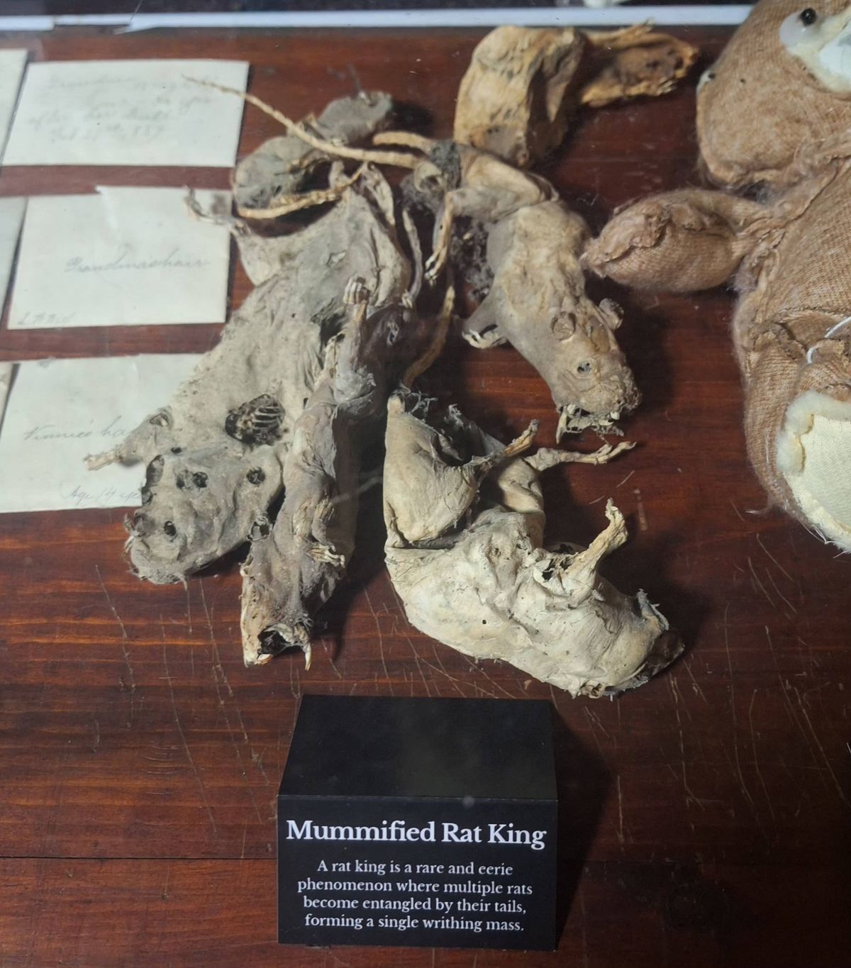 Museum of Curiosities in Dublin