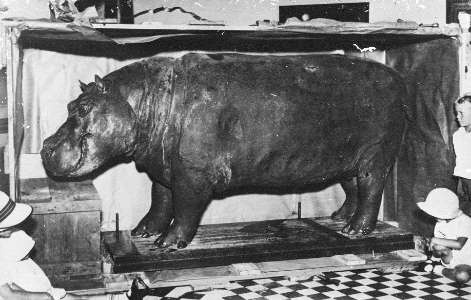 Huberta the Hippo