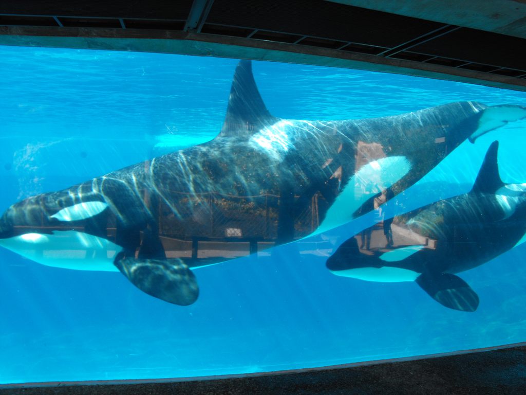 Not the largest tank.