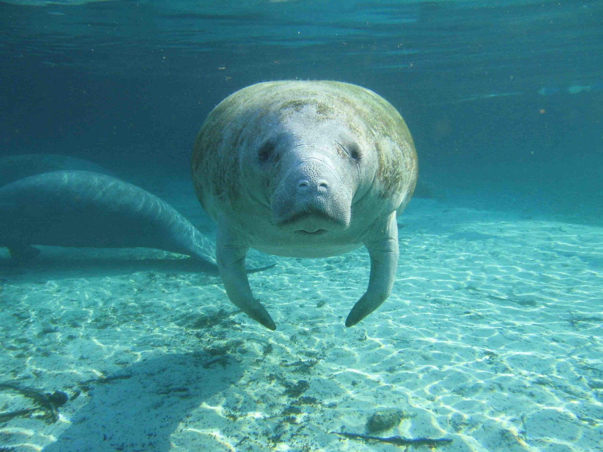 In Florida's Crystal River, manatees are impossible to miss.