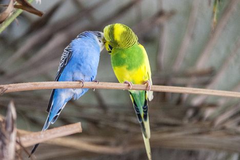 Two budgies sharing a moment. 