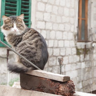 Kotor kitty