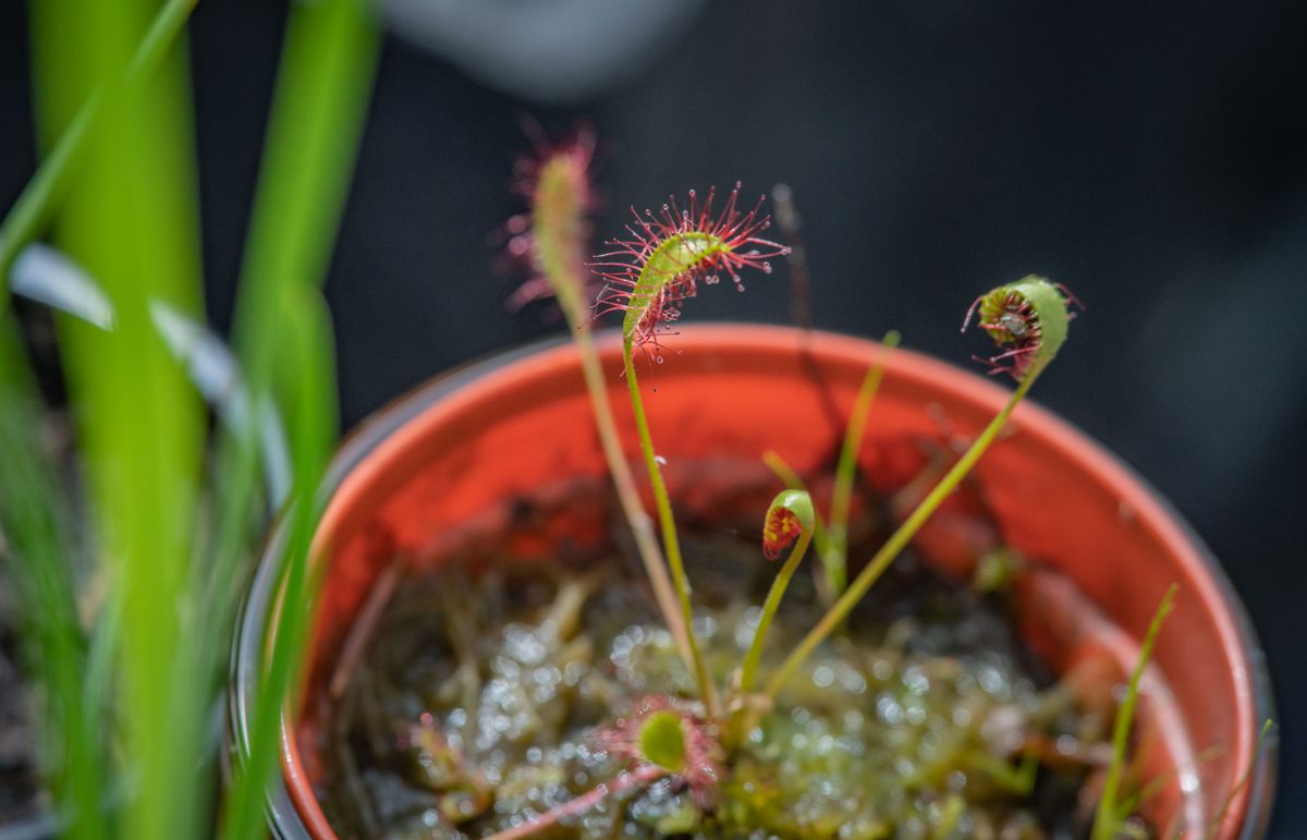 Before he transplants them to the bog, Styles cultivates the plants in little containers in his garden.