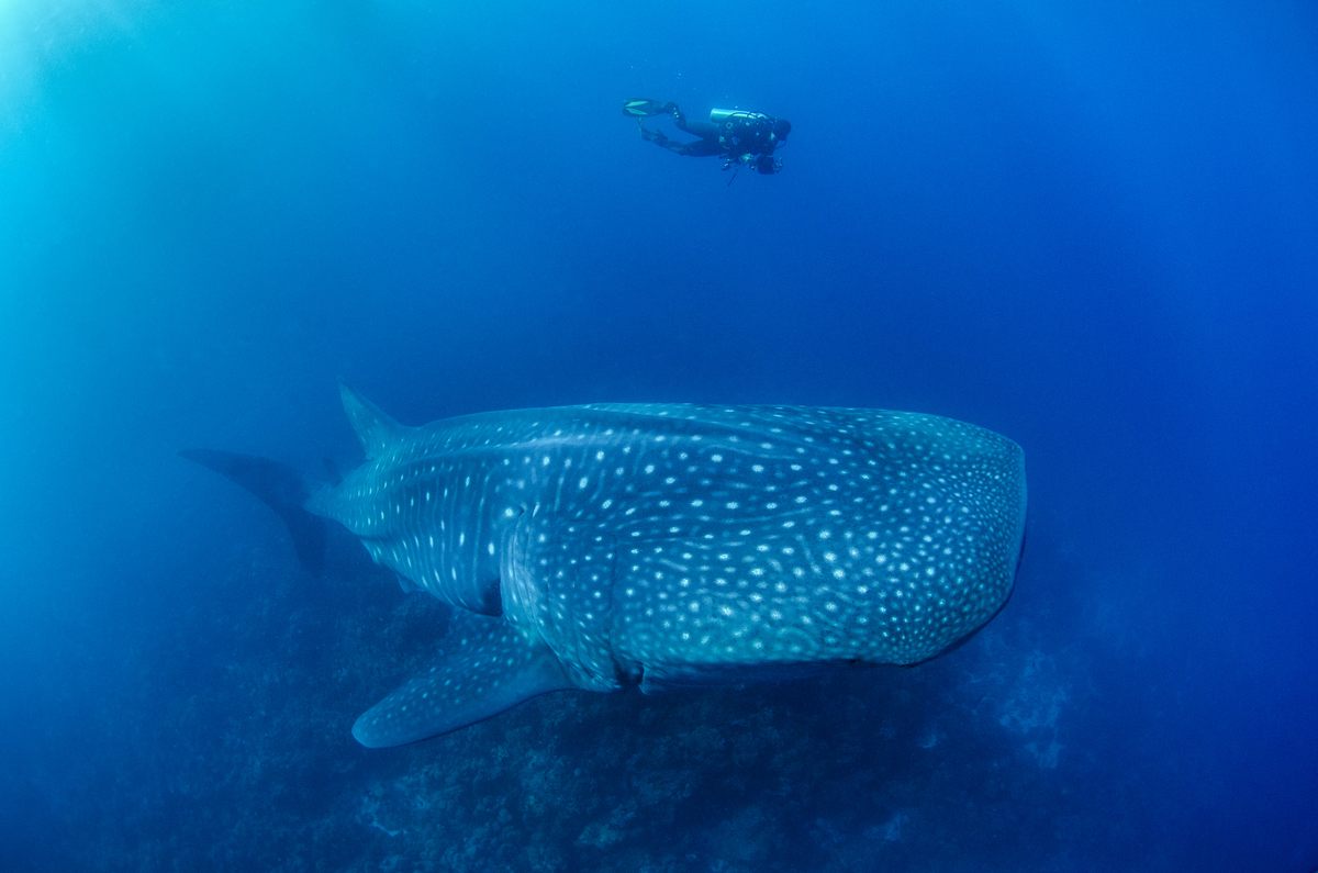 A diver carries out photo identification of an adult whale shark. The spot pattern of the flanks is used as a “fingerprint” to capture and recapture an individual.