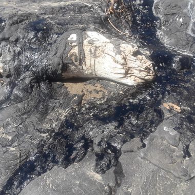 Carpinteria Tar Pits.