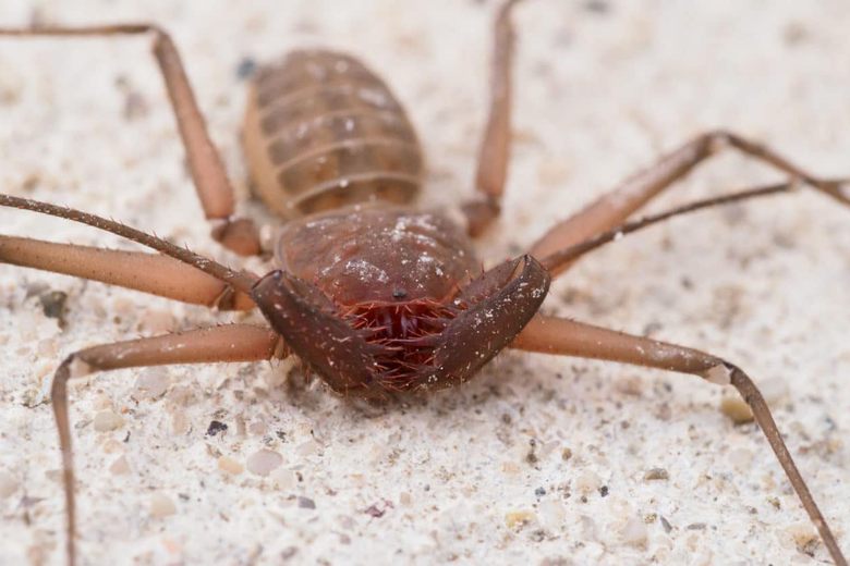 Country diary: A daddy-longlegs and its eggs have a narrow escape