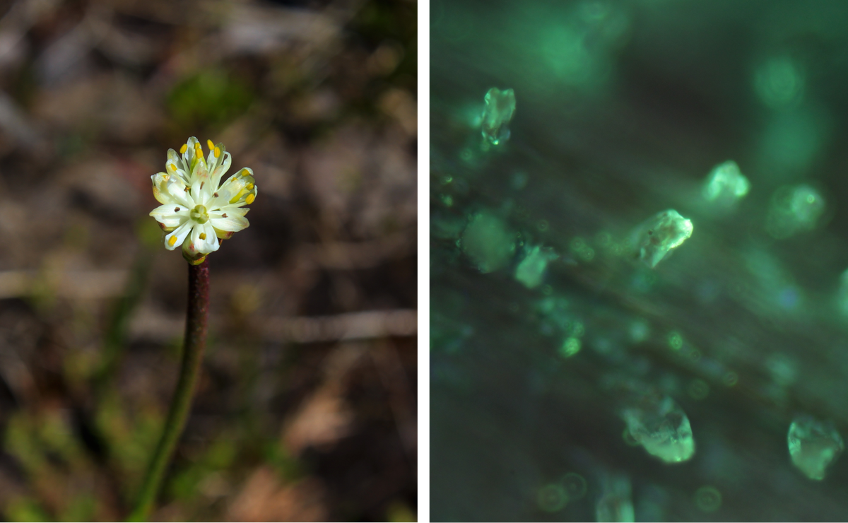 The plant has sweet flowers—pictured here in in Cypress Provincial Park (left)—and sticky stems studded with glandular hairs (right, stained and under epifluorescence).