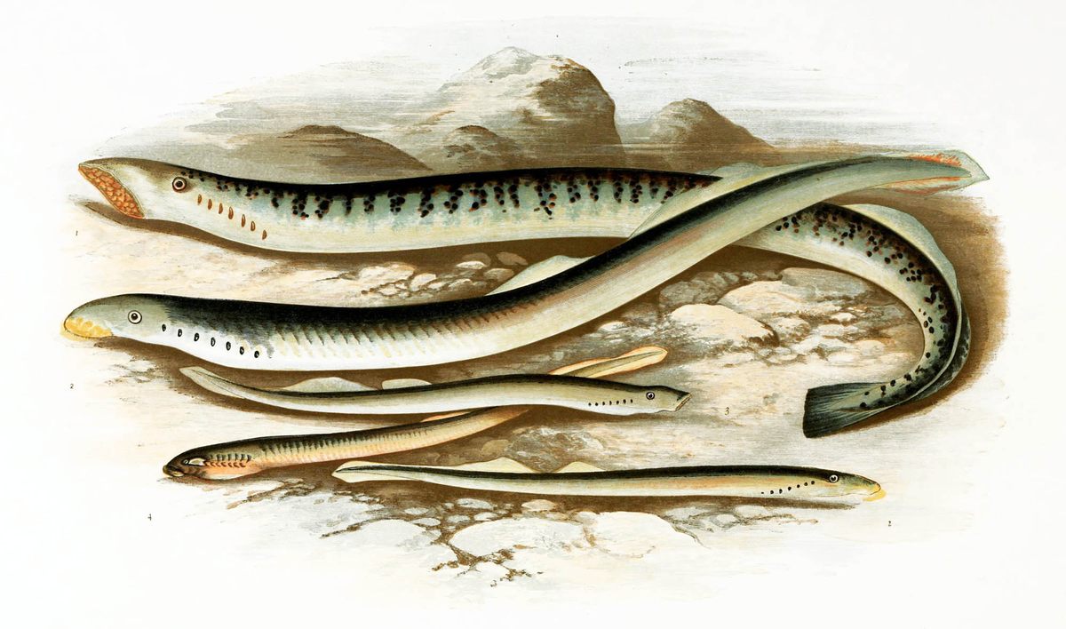 Sea Lampreys