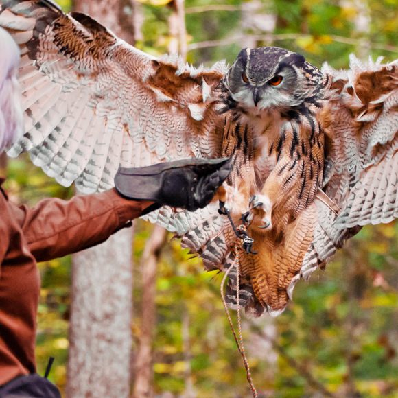 Ohio birds of prey: From eagles to owls, falcons to hawks; identifying the  state's raptors (photos) 