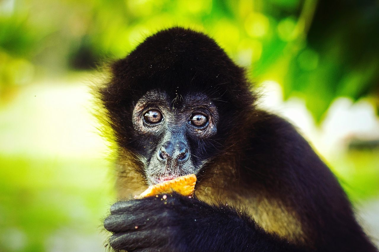 A new study finds that black-handed spider monkeys like their fruits, well, boozy. 