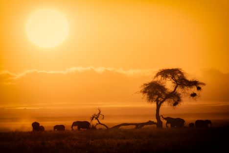 Such a small thing can change so much of the ecosystem in Kenya, from trees to elephants to lions.