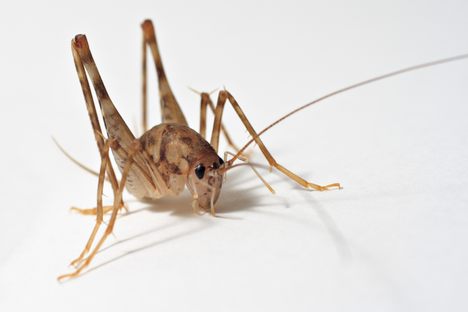 A candid shot of your camel cricket roommate. 