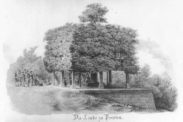 An 1850 drawing of the Peesten Tanzlinde.