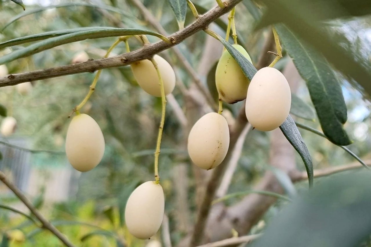 <em>Olea leucocarpa</em> is the academic name of this mysterious white-fruiting tree. 
