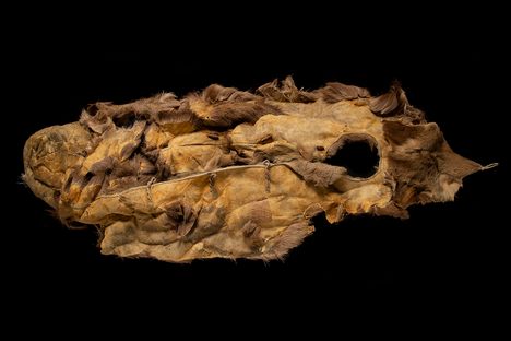 A sleeping bag made of reindeer (caribou) hide, circa 1884.