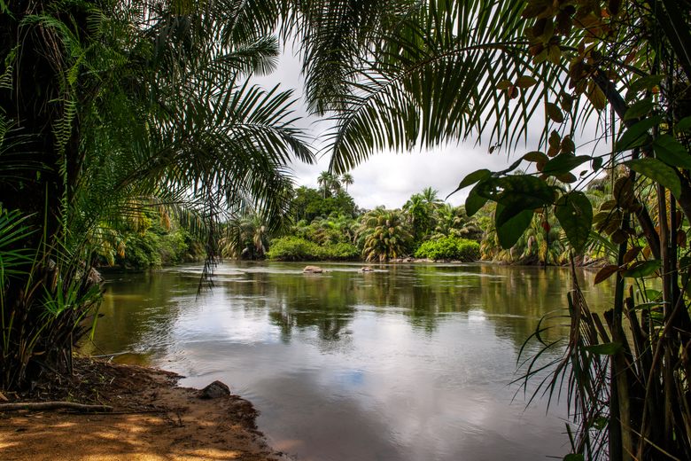 Beyond the Ordinary: A Wildlife Safari on Tiwai Island in Sierra Leone - Overview of Tiwai Island in Sierra Leone