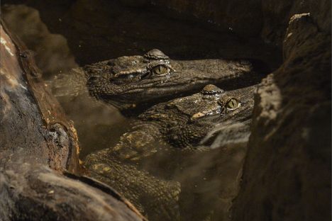 How to Travel Safely With a Crocodile