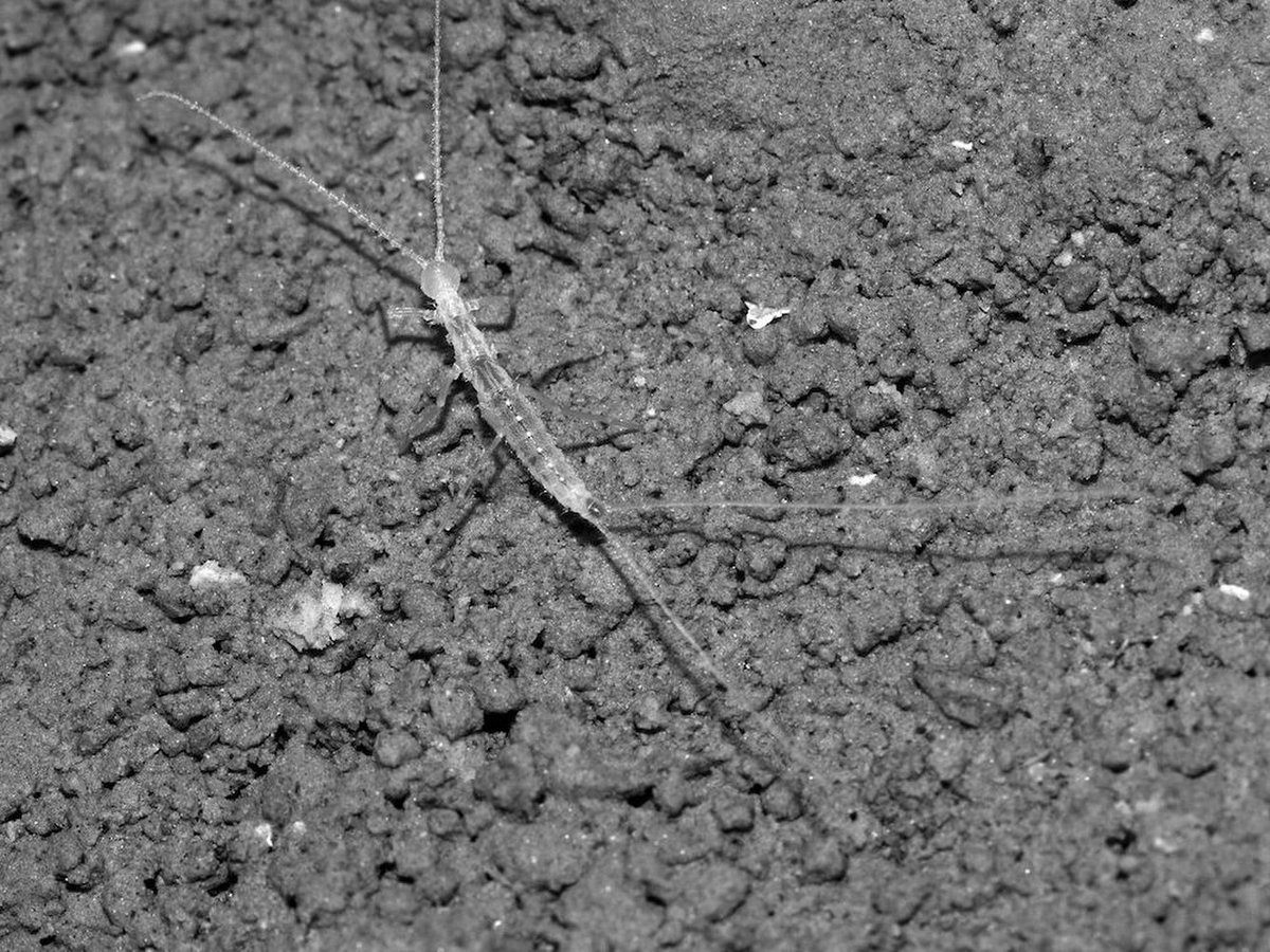 Scientists Used Cheese to Discover a New Species of Cave Bug