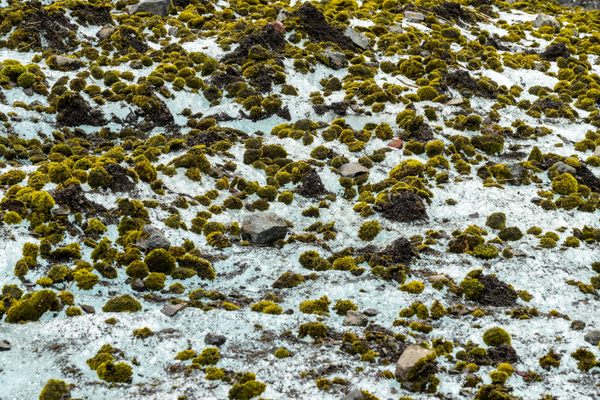 Herds of glacier mice, which are actually moss balls, move in concert across the ice. 