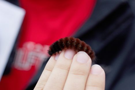The star of the show: a woolly worm.
