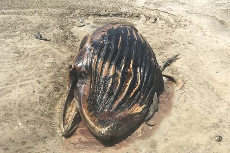 Dead Whales Are Bringing Other Species Together