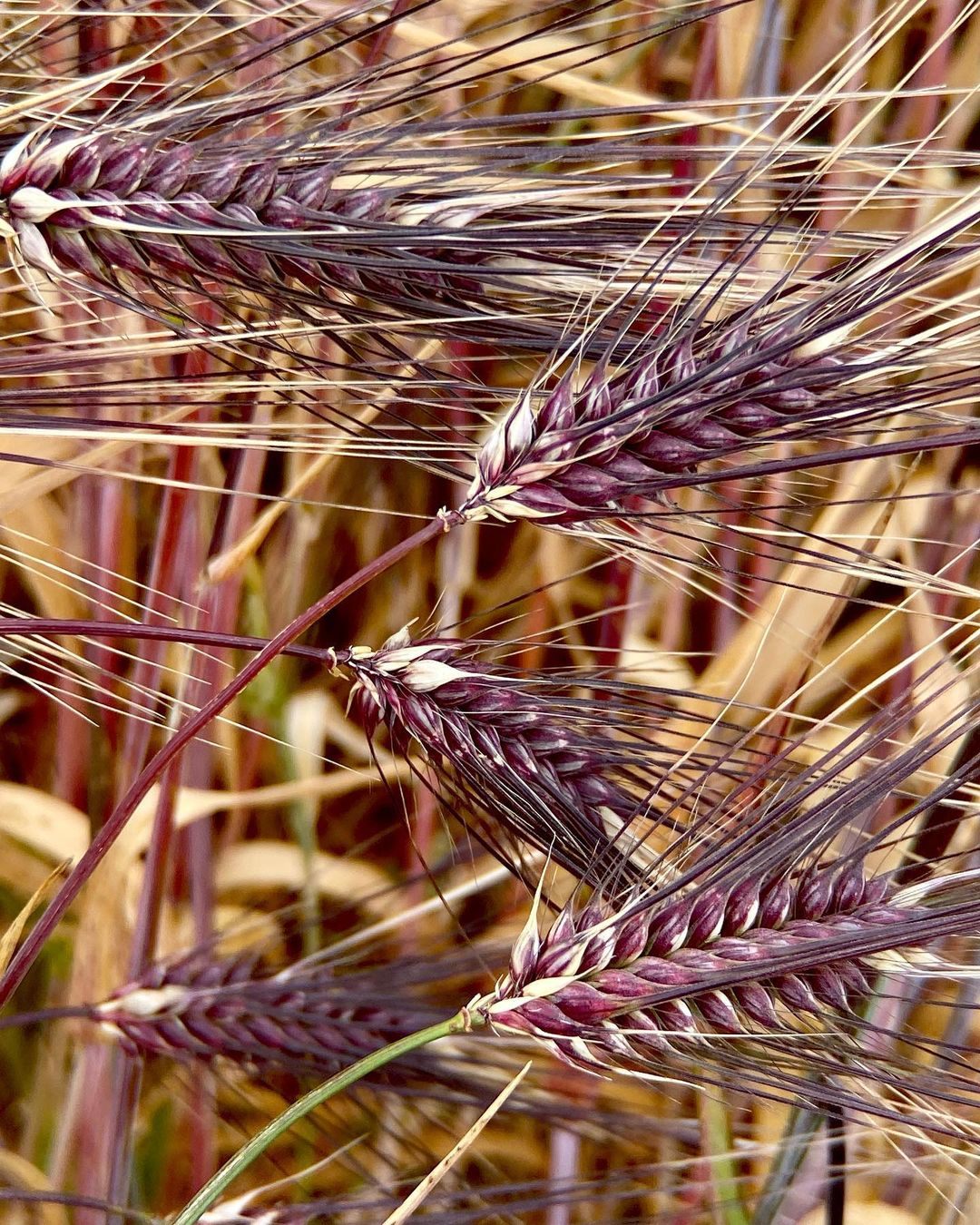 Vivid purple barley.