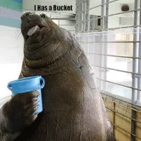 Profile image for I has a bucket