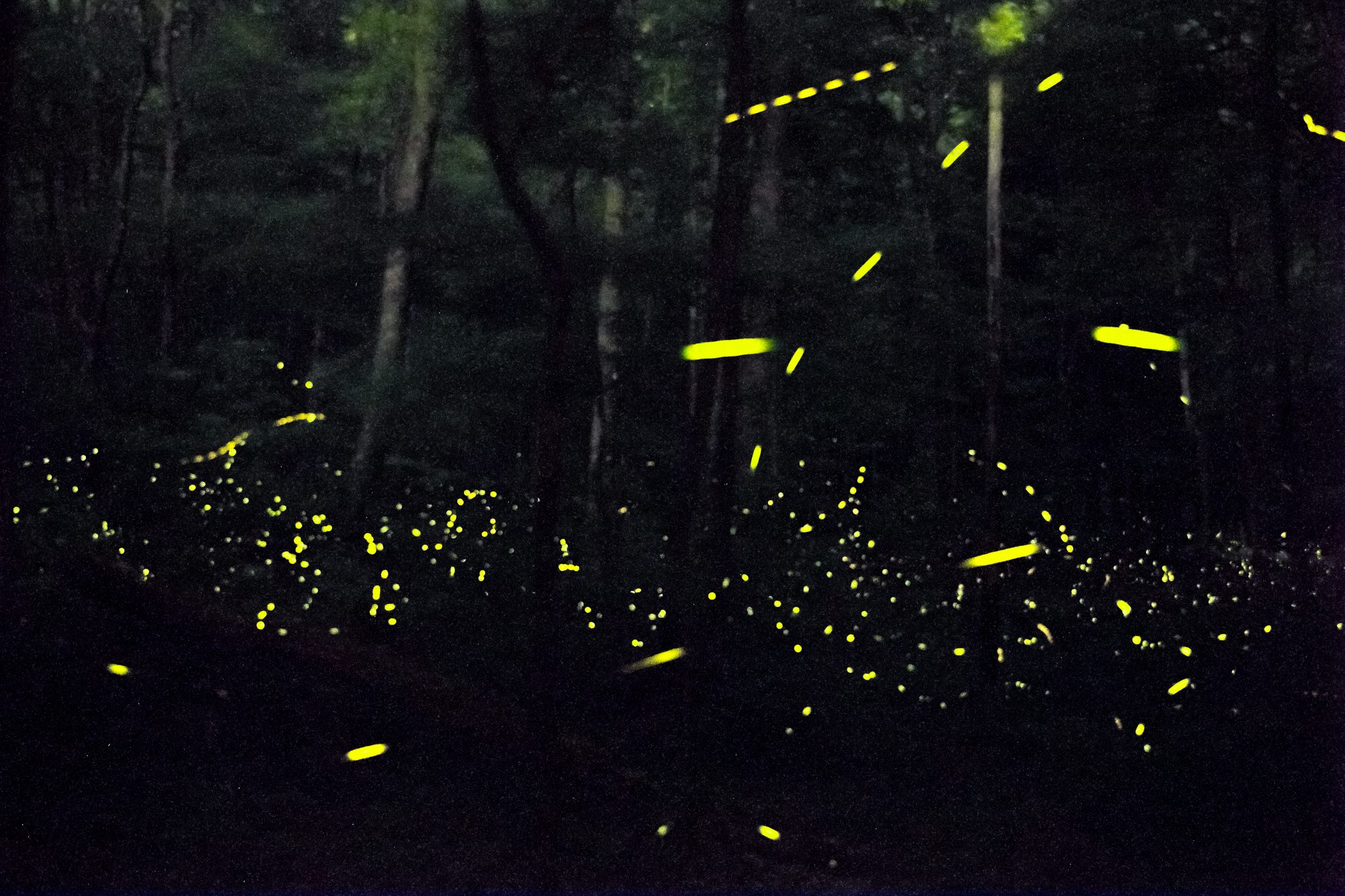 When Philip Laurent wrote about these fireflies, he argued that, “For such a thing to occur among insects is certainly contrary to all natural laws.”