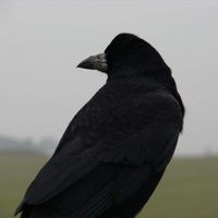 Profile image for Raven Traveler