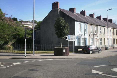 The replacement tree that stands today.