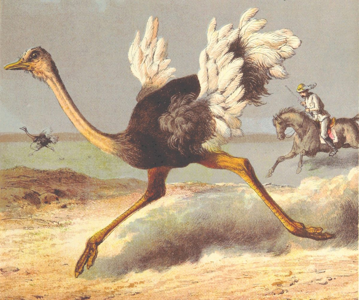The chase is on in an illustration from <em>Stanley and Africa</em>, 1890.