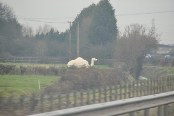 A glimpse of Humphrey the camel statue.