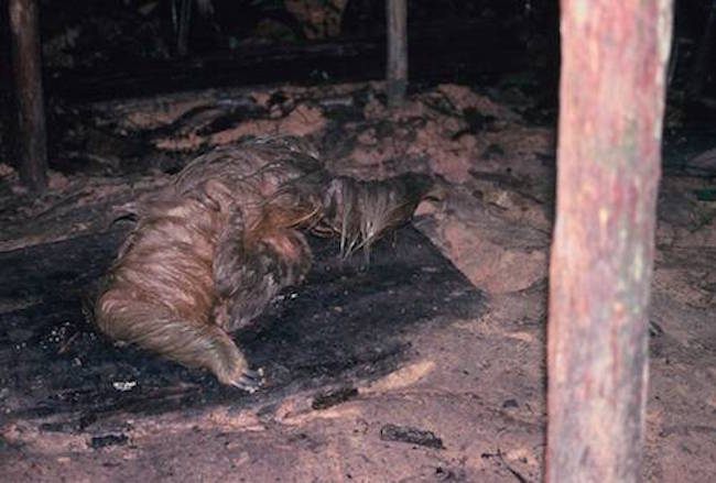 A sloth and her child emerging from a latrine.