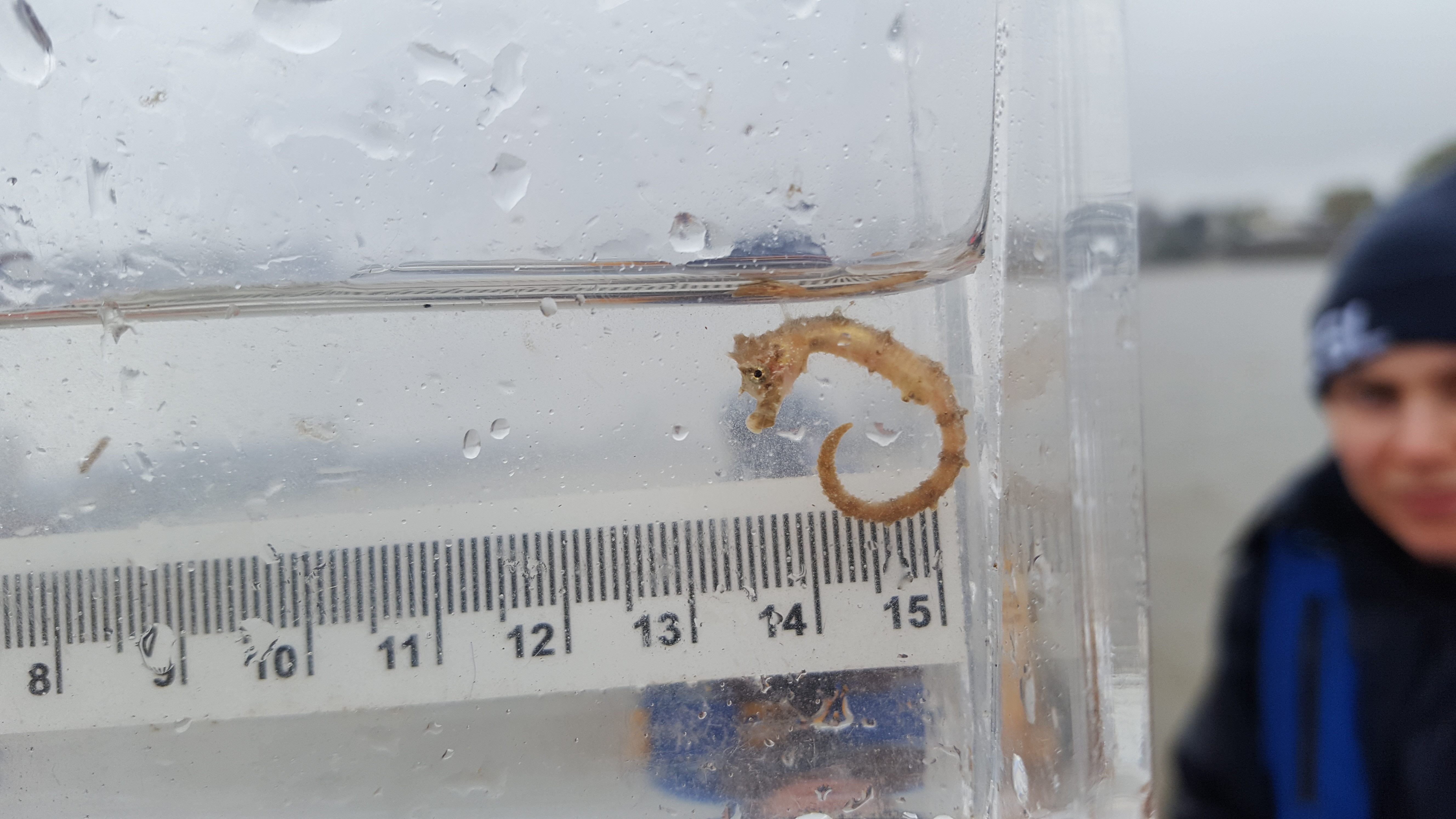 The short-snouted seahorse may now be resident in the River Thames.