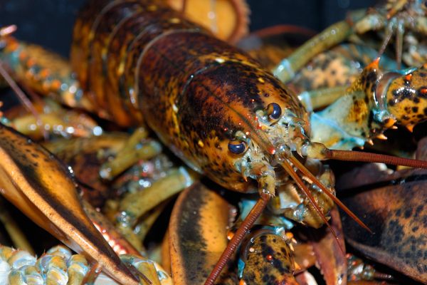 A lobster caught off Prince Edward Island, where Bait Masters is located.