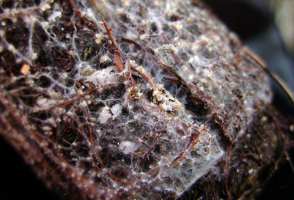 A fungus on white spruce roots.