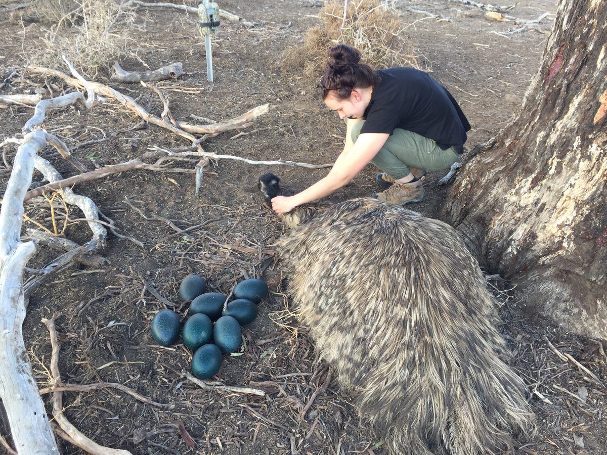 Ecologist Julia Ryeland found emus generally easy to work with during her research project.