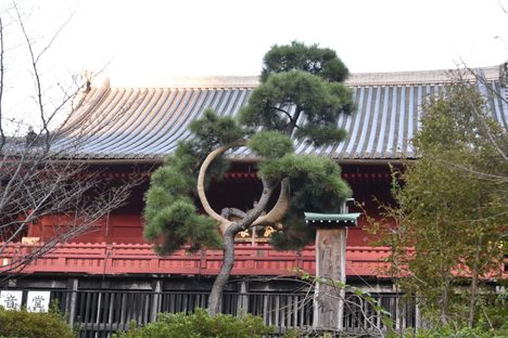 Kiyomizu-Kannondo Temple and the pine tree.