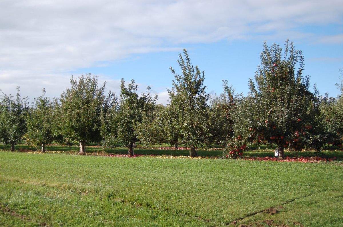 Brown has access to the USDA's apple collection, right by her own orchards.