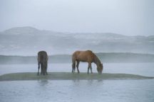Horses on Sable Island