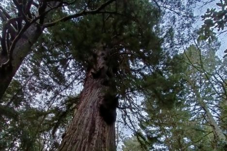 Methuselah Tree (Redwood)