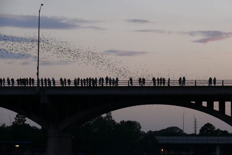 Crowds gather to watch the bats fly out as the sun sets.