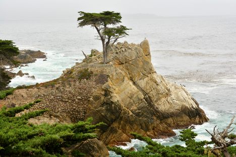 Lone Cypress