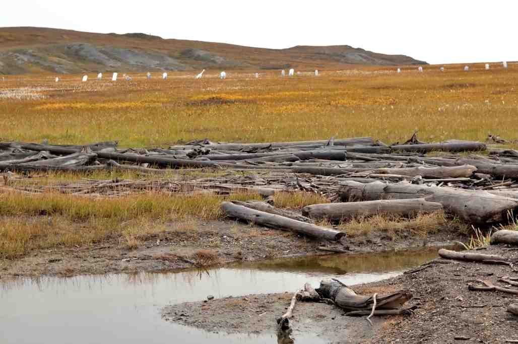 The markers in the whalers' graveyard, in the background, were replaced in the 1980s.