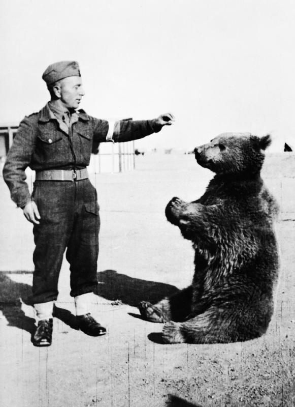  A soldier, possibly Peter Prendys, helps Wojtek engage in his favorite activity—snacking. (Photo: WikiCommons/Public Domain)