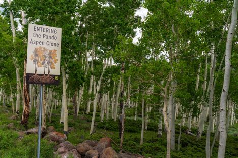 The quaking aspen known as Pando is one of the planet's largest and oldest living organisms.