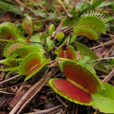 Venus flytraps growing wild in North Carolina