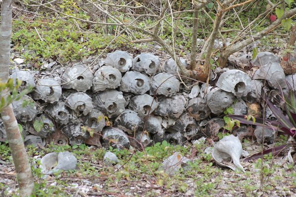 Conch-shell terrace walls at Otter Mound Preserve.