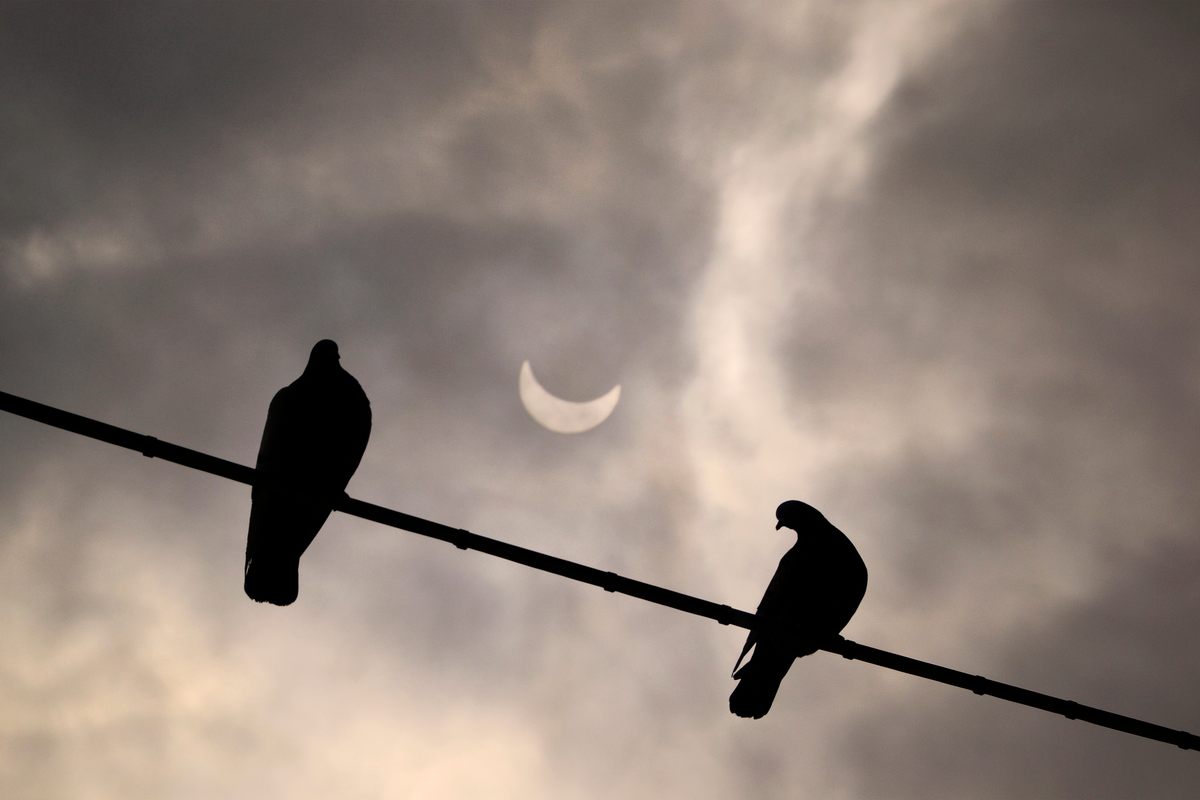 In the path of totality, birds or insects appear to have swarmed into the sky. (These were photographed during an eclipse in 2015.)